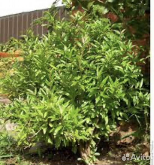 Саженцы граната