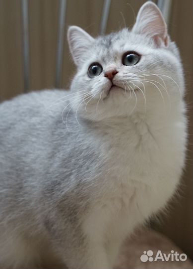 Котёнок британская шиншилла