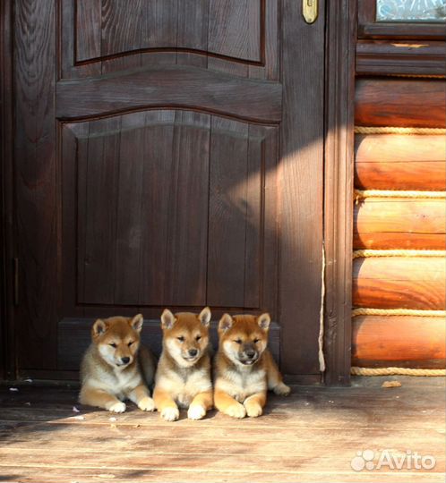 Сиба ину девочки