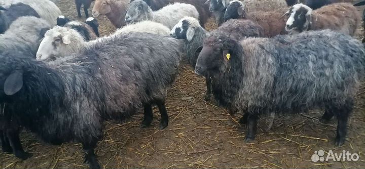 Продам племенного барашка