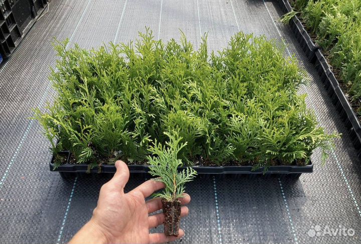 Черенки туи смарагд в кассете