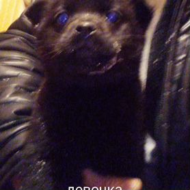 Щенки помесь, 3 Месяца, девочки