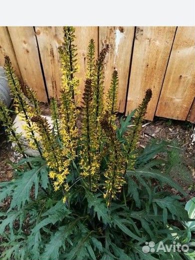 Многолетники для сада