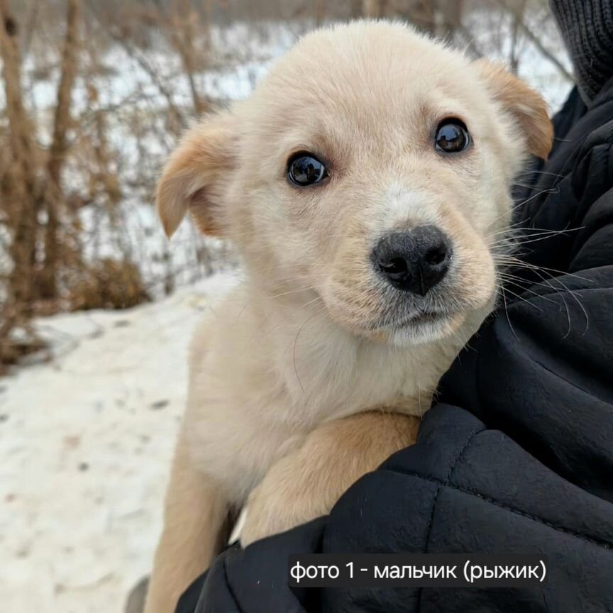 Щенок в добрые руки бесплатно