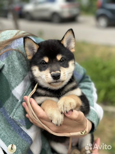 Передержка животных собак кошек