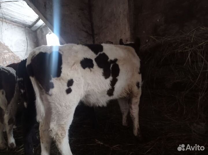 Телята, телки и бычки