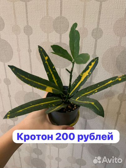 Кротон