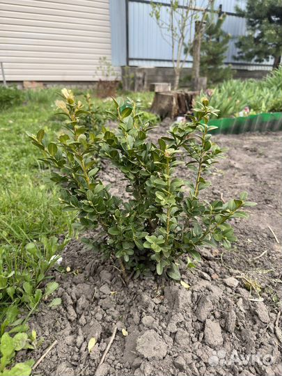 Саженцы Самшита