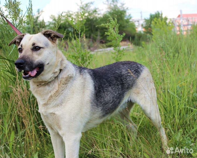 Собака Фета