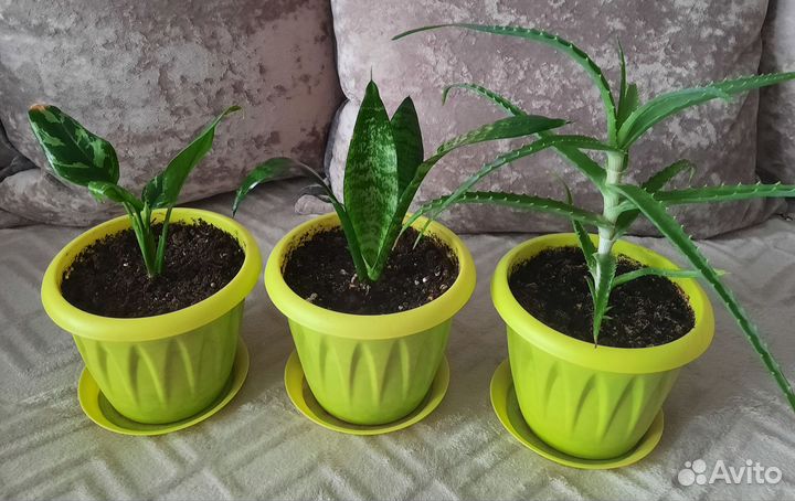 Комнатные растения