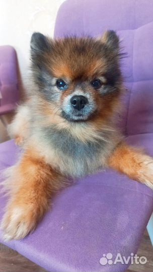 Вязка собак