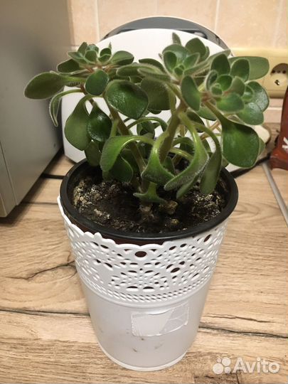 Аихризон дерево любви