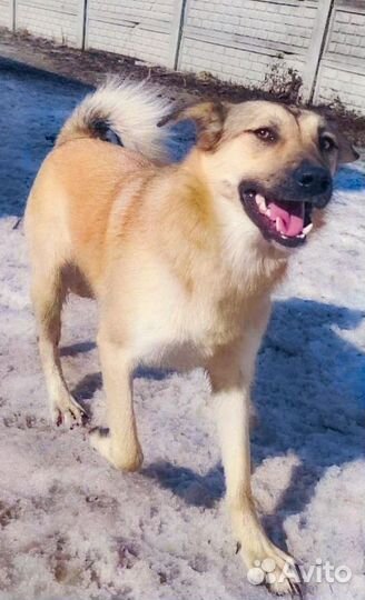 Собака Мэри