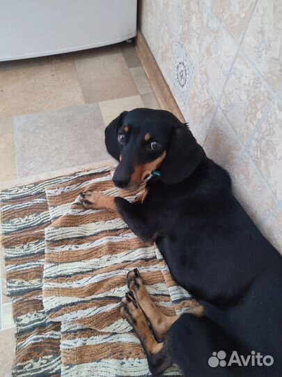 Отдам в хорошие руки собаку