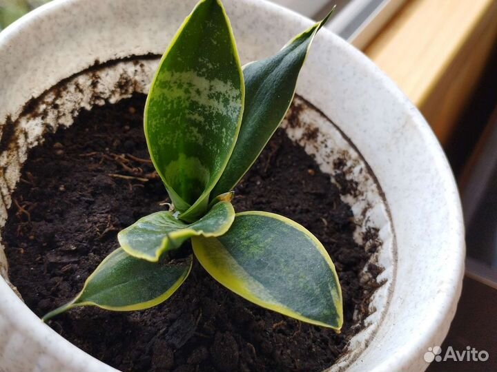 Сансевиерия