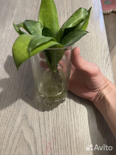 Сансевиерия