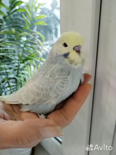 Попугай радужный ввп