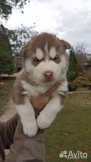 Щенки хаски