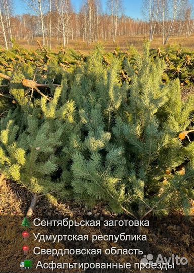 Сосна сентябрьская пушистая опт