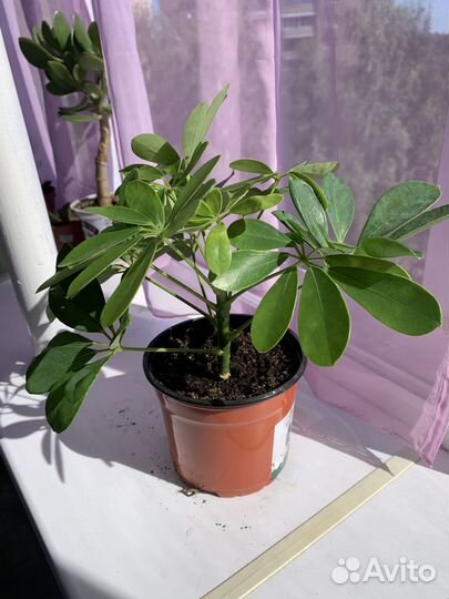 Шеффлера в горшке