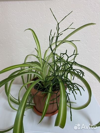 Хлорофитум кудрявый