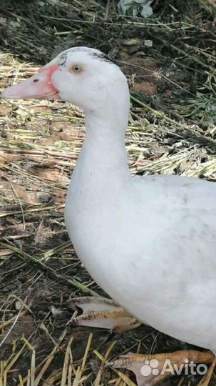 Домашняя птица мускусная утка