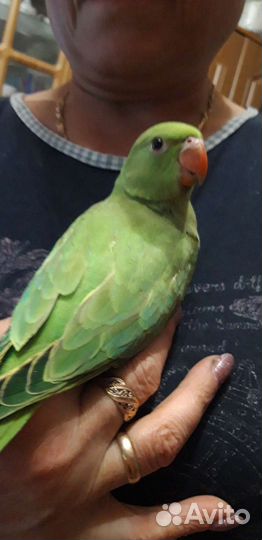 Ожереловый попугай птенцы