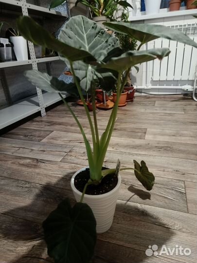 Алоказия Регал Шилдс