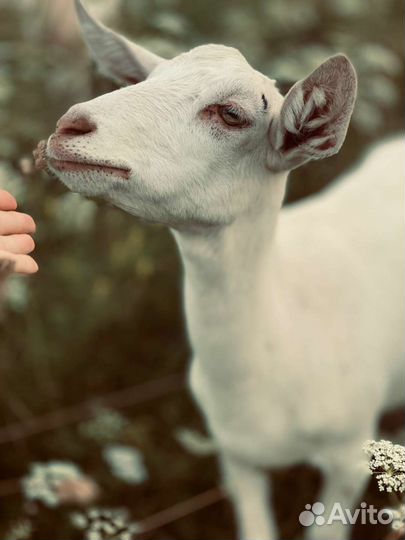Козлята зааненские продаются