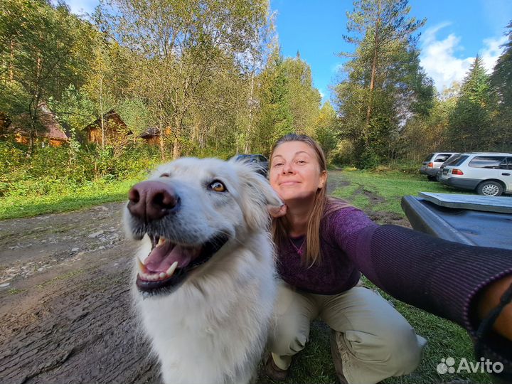 Передержка домашних животных, выгул собак