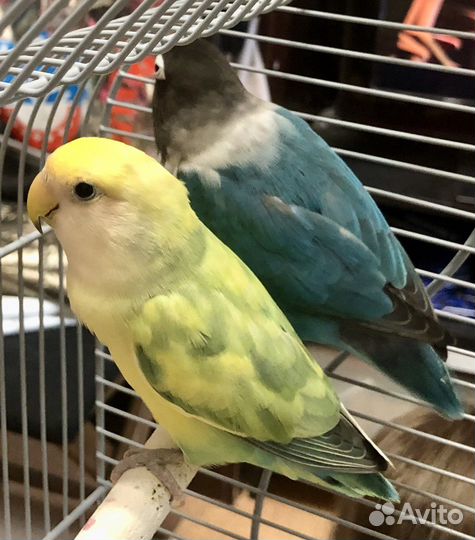 Неразлучники пара с большой клеткой