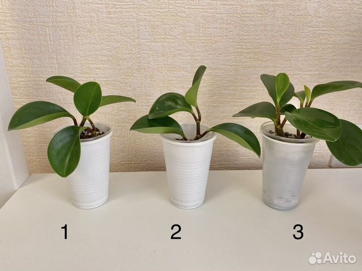 Пеперомия туполистная