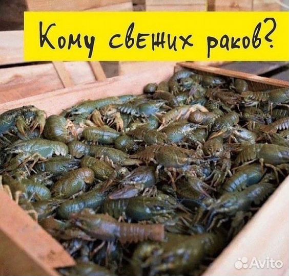 Раки живые