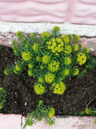 Каны, ромашки, ирисы, пионы