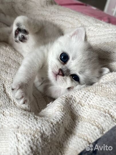 Котята британская серебристая шиншилла