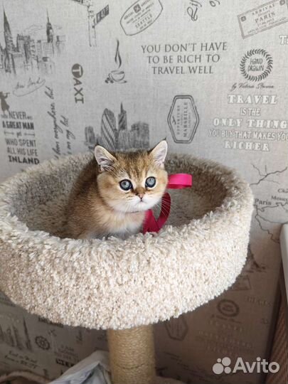 Кошки