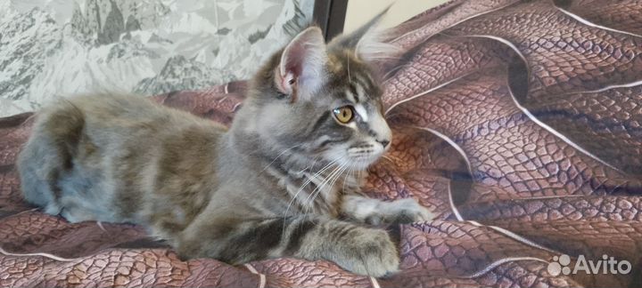 Девочка мейкун