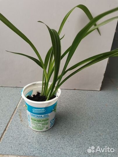 Комнатные растения