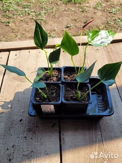 Антуриум лили ред