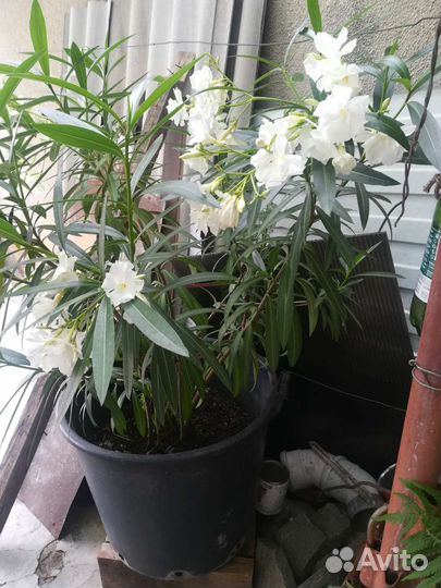 Белый олеандр