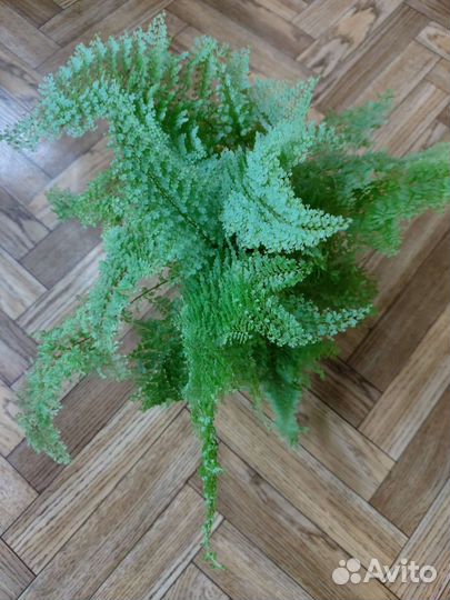 Комнатные растения цветы