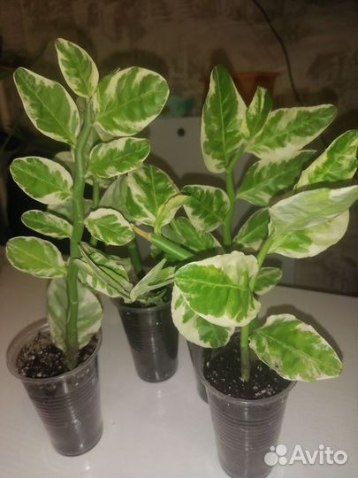 Педилантус, пеперомия, декабрист