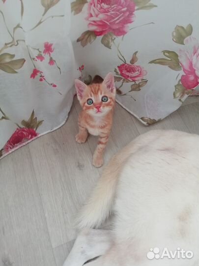 Кот Васек ищет Маму