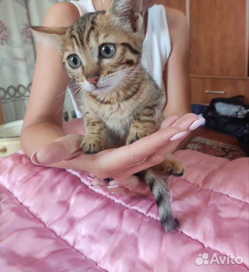 Бенгальская леопардовая кошка в добрые руки