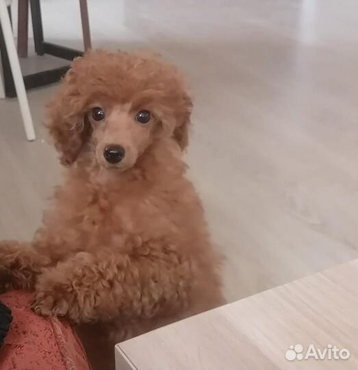 Той-пудель девочки