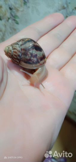 Улитки Ахатины