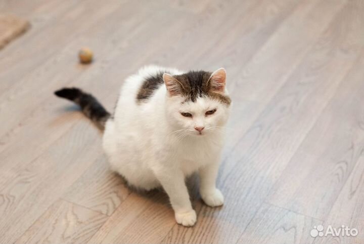 Кошечка Мамита в добрые руки