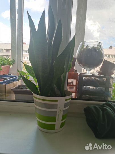 Сансевиерия тещин язык