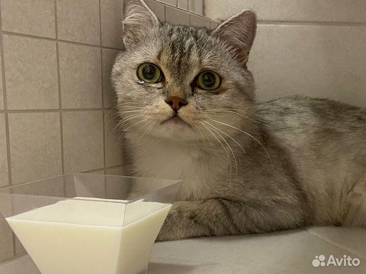 Найдена кошка (кот)