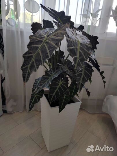 Алоказия полли 110 см высотой